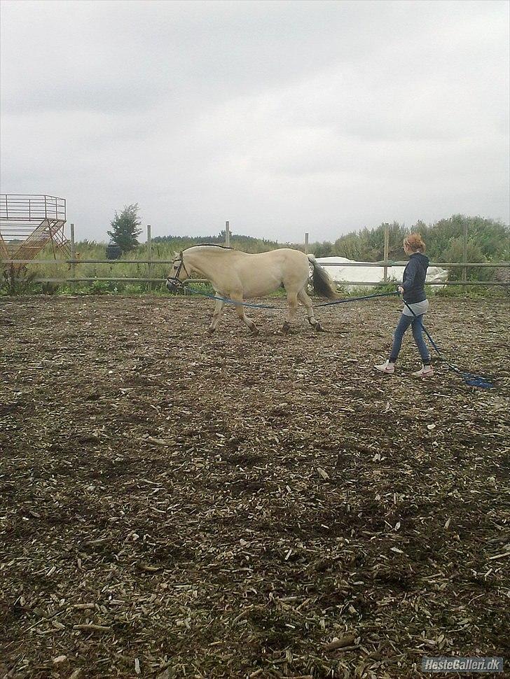 Fjordhest Rune Åby billede 9