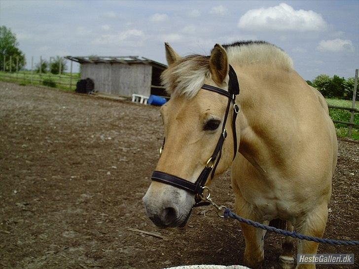 Fjordhest Rune Åby billede 10