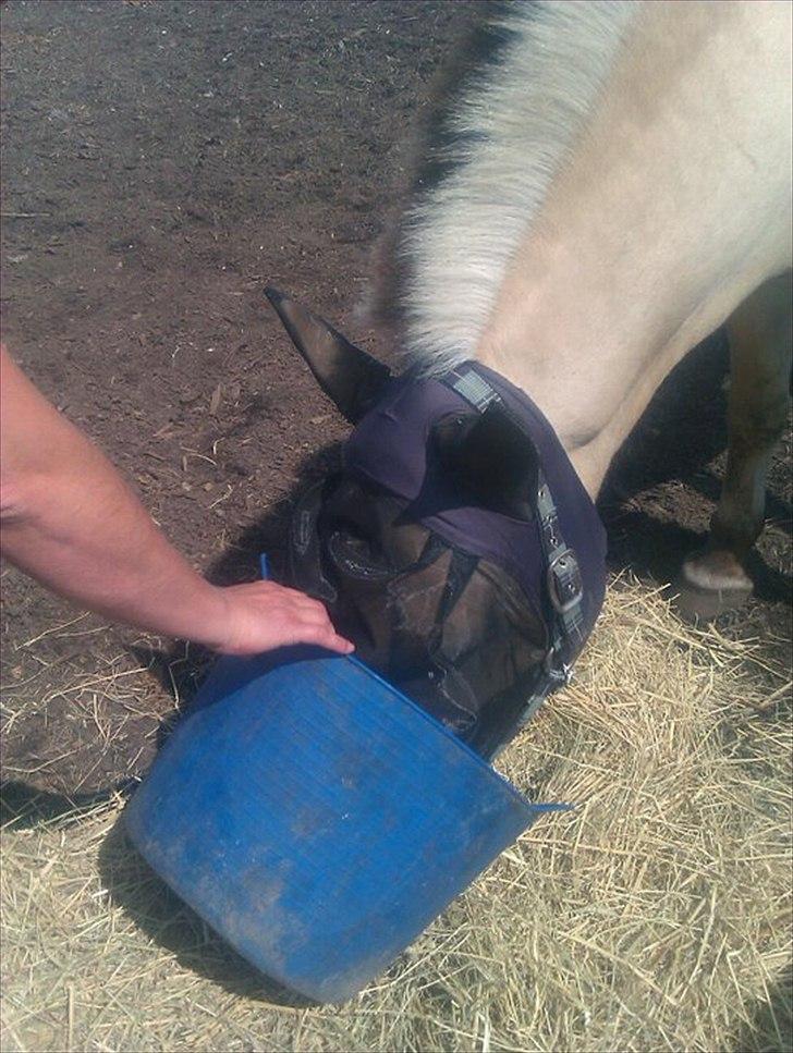 Fjordhest Rune Åby billede 12