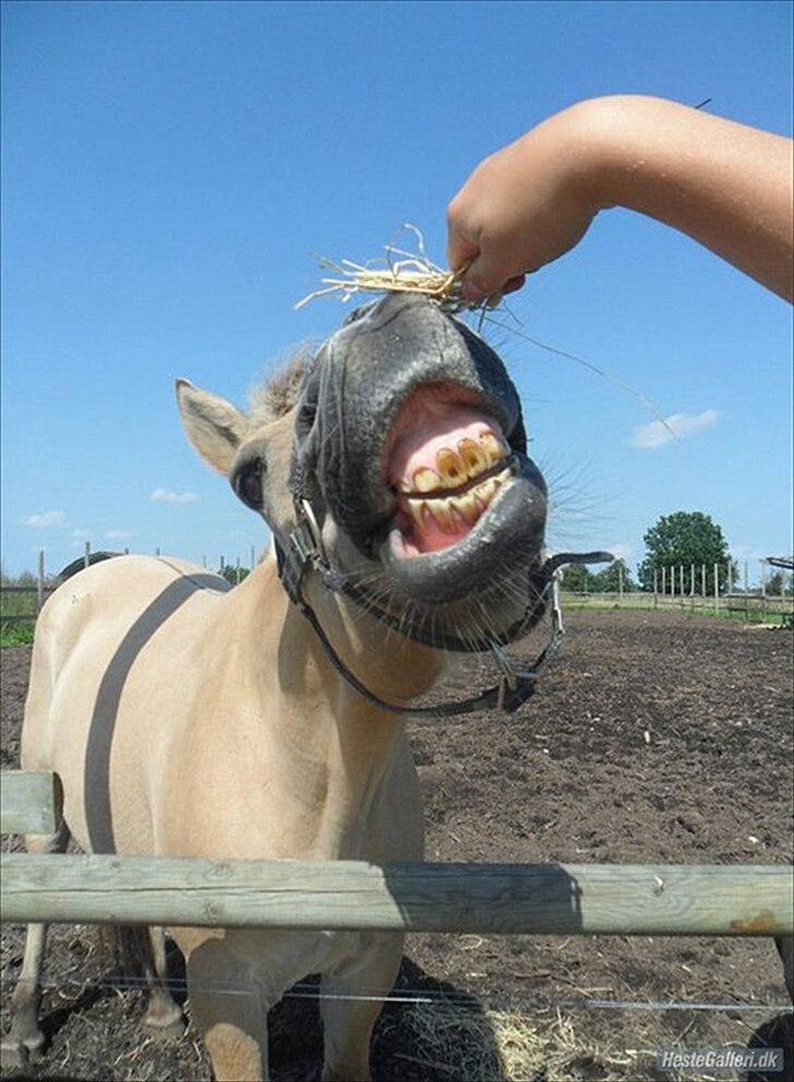 Fjordhest Rune Åby billede 13