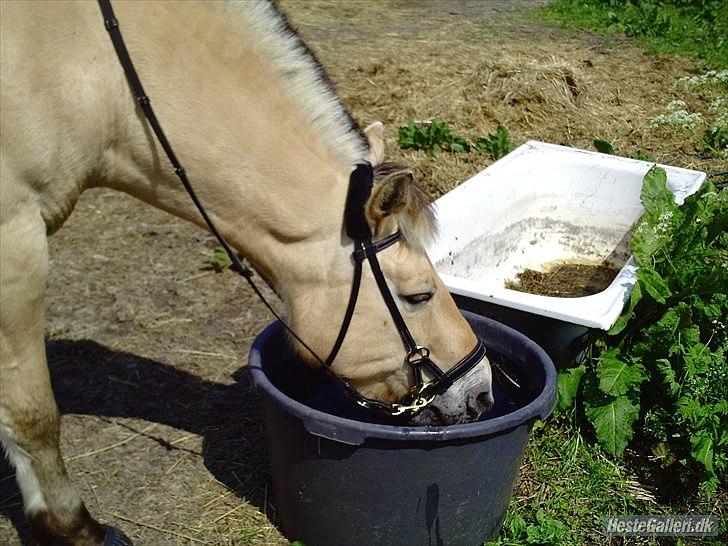 Fjordhest Rune Åby billede 15