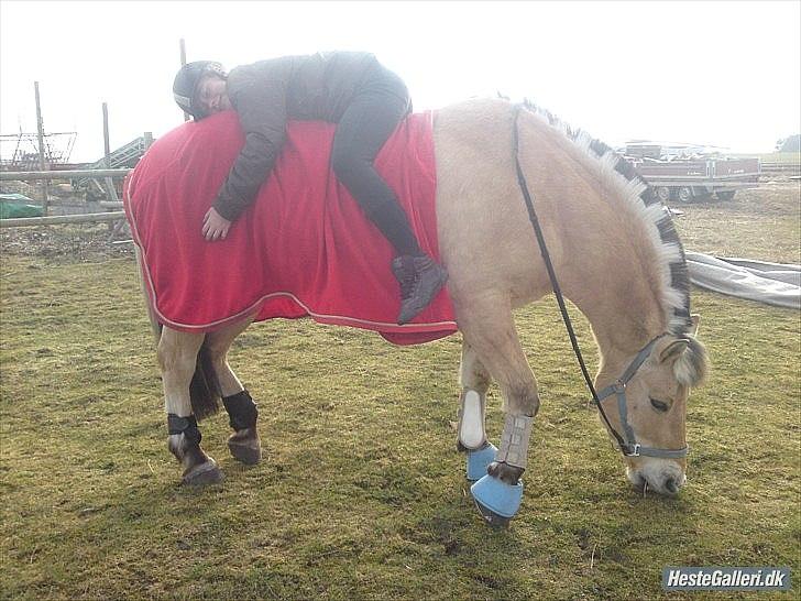 Fjordhest Rune Åby billede 16