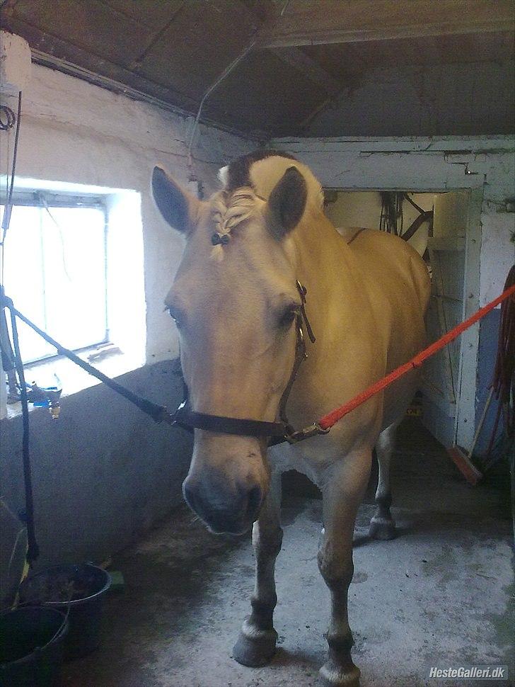 Fjordhest Rune Åby billede 17