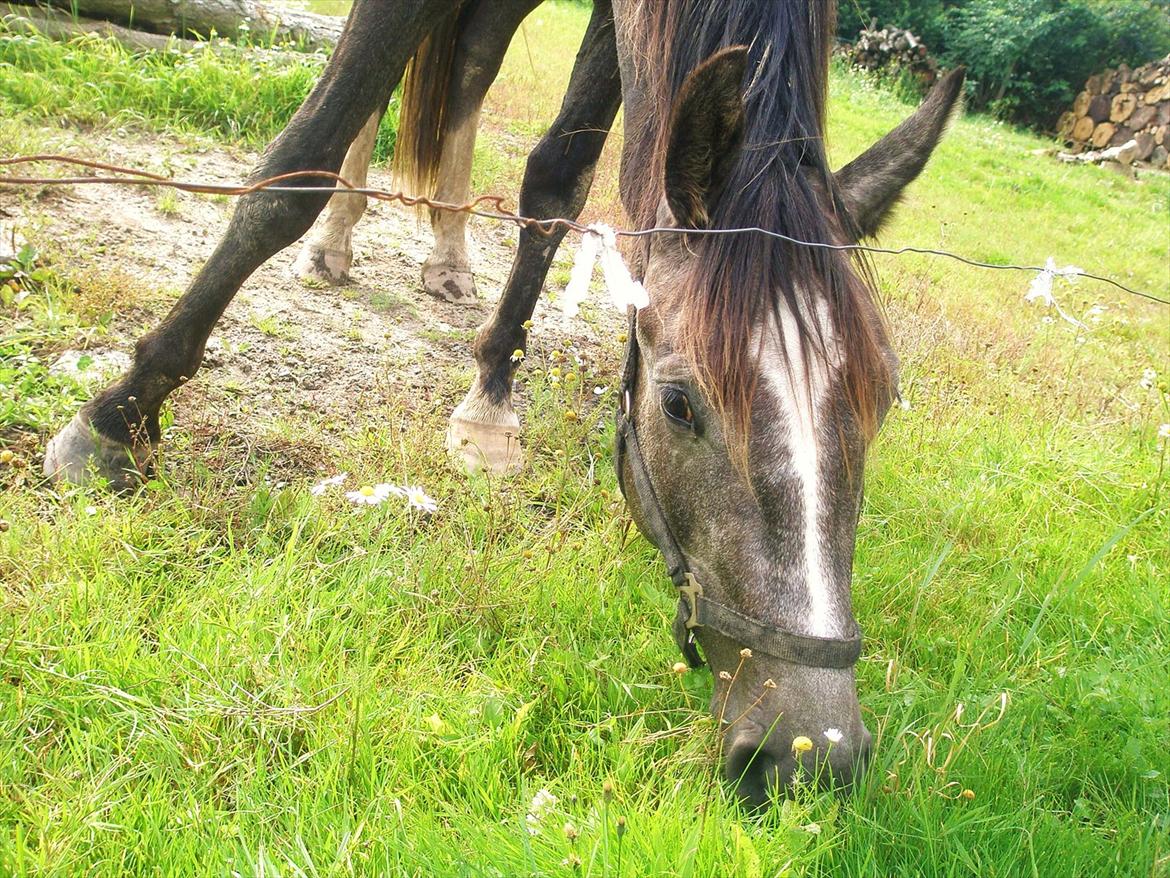 Anden særlig race Bjørnegård's Mio billede 1