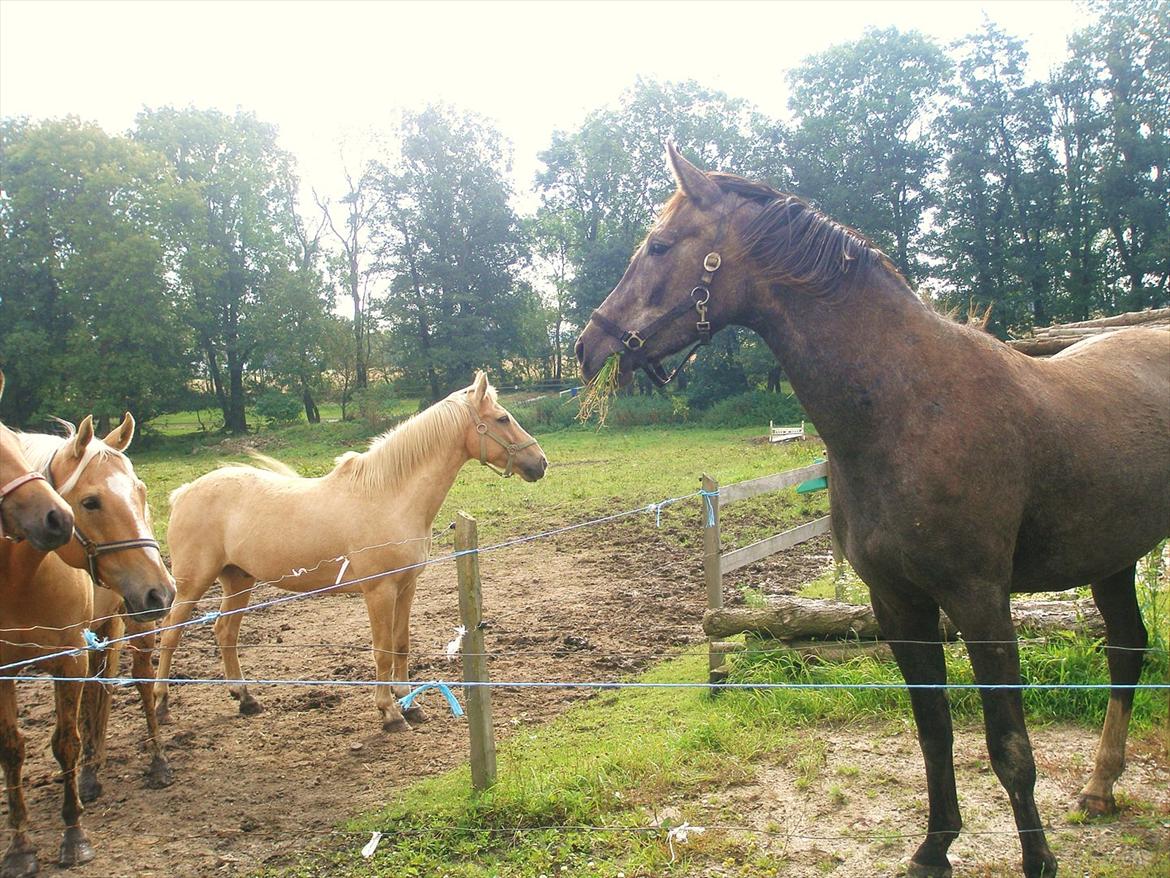 Anden særlig race Bjørnegård's Mio billede 2