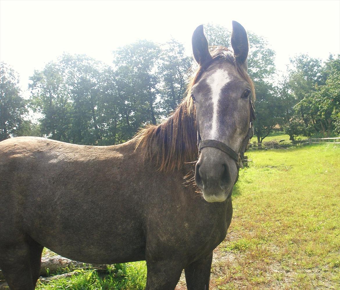 Anden særlig race Bjørnegård's Mio billede 3
