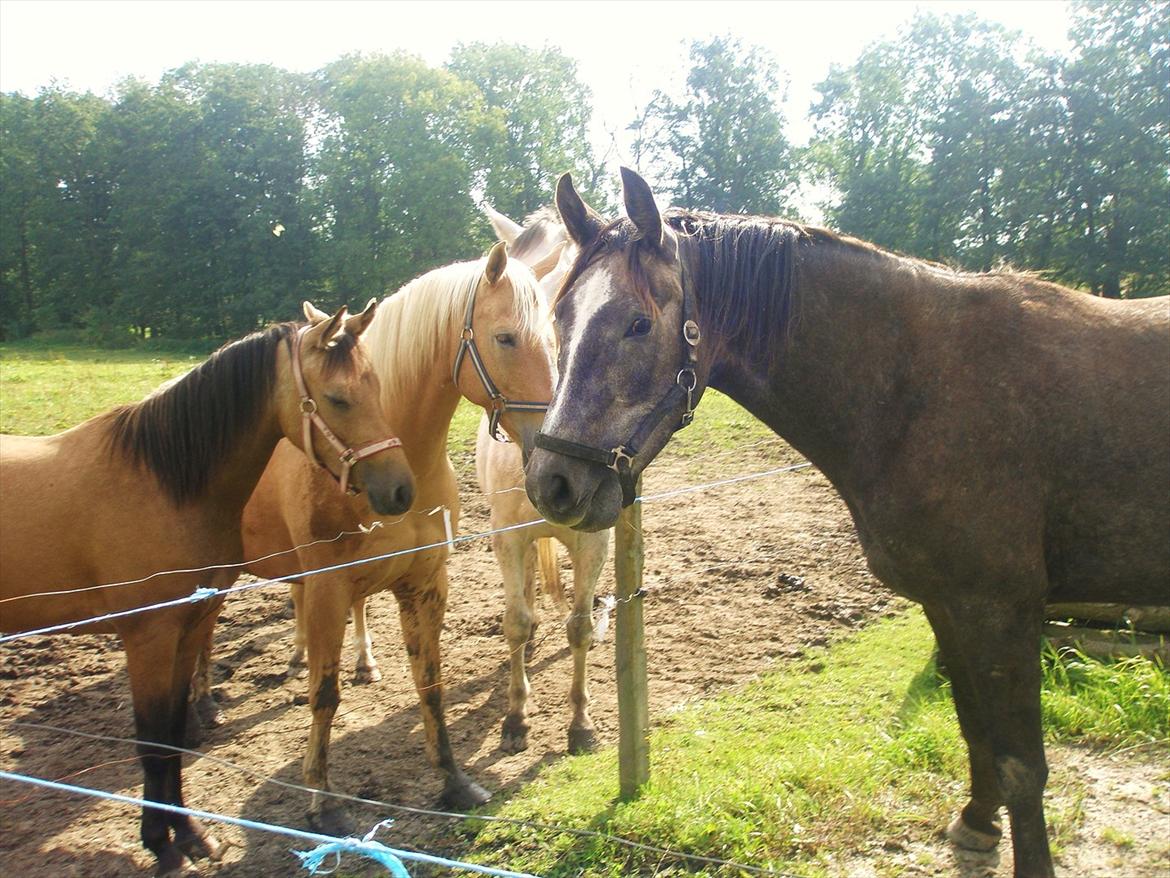 Anden særlig race Bjørnegård's Mio billede 4
