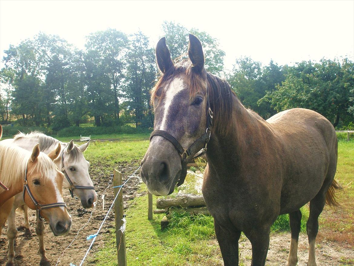 Anden særlig race Bjørnegård's Mio billede 5