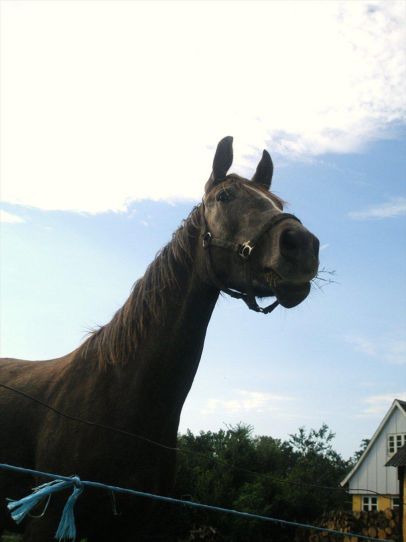 Anden særlig race Bjørnegård's Mio billede 6