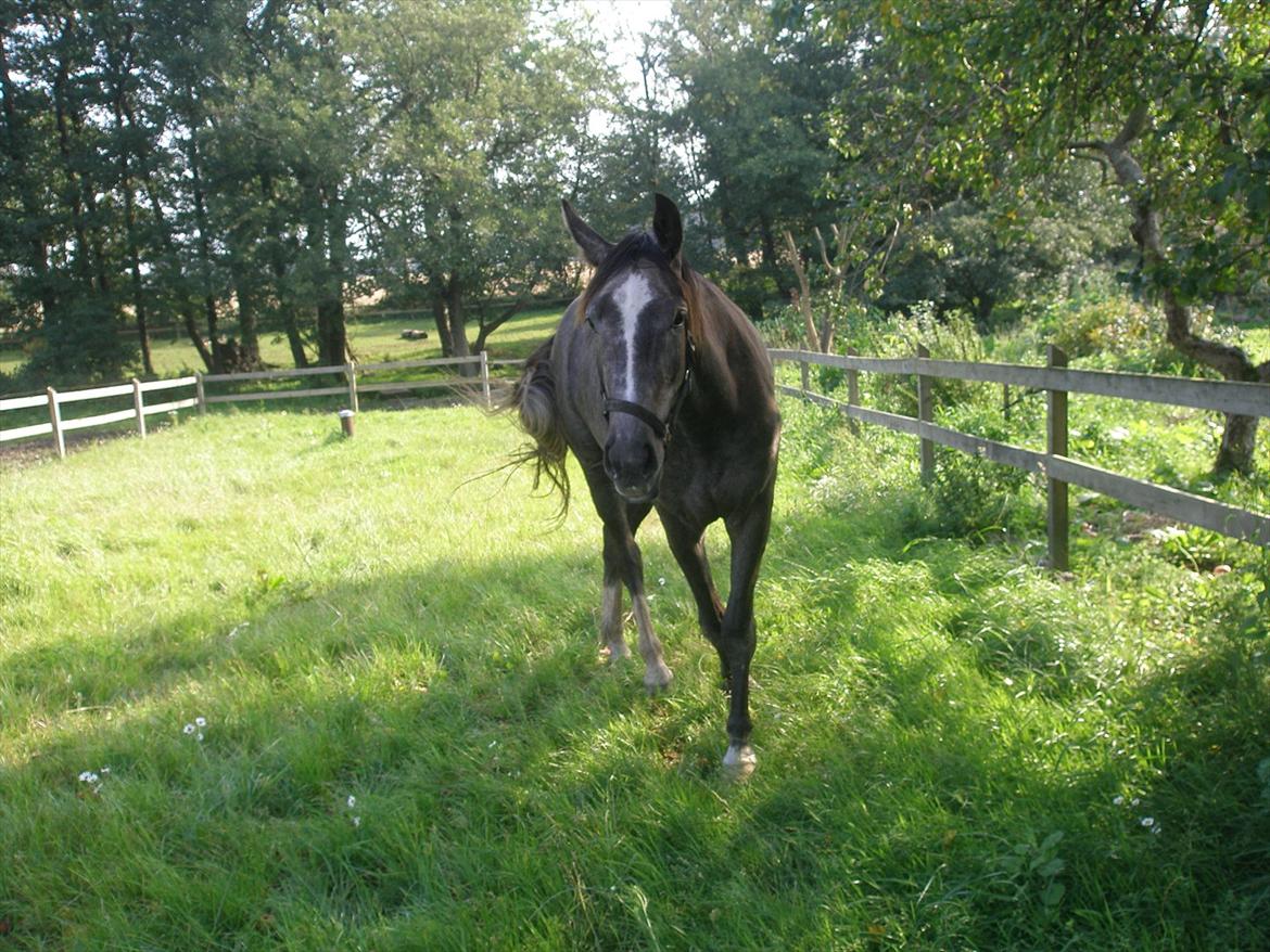 Anden særlig race Bjørnegård's Mio billede 7