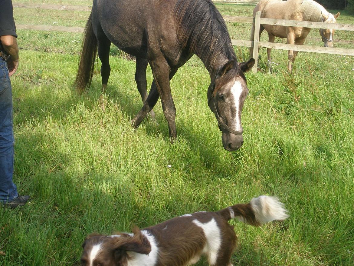 Anden særlig race Bjørnegård's Mio billede 8