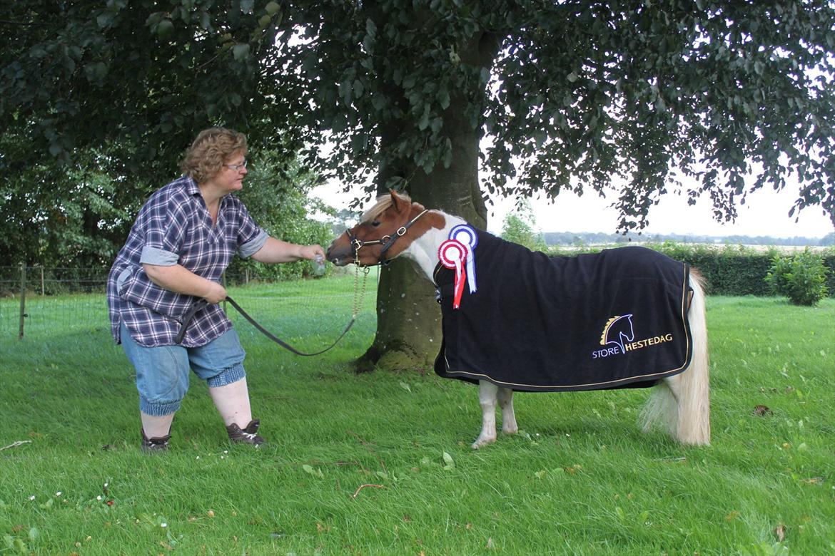 Dansk Miniature Egehøj's Casino Z - Casino var med på st hestedag 2011, han blev 3 bedste miniature og vandt Agility om søndagen.  billede 1