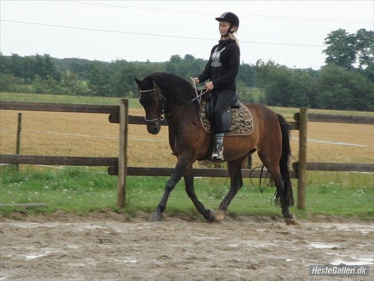 New Forest Ida´s Moonlight *Monty* billede 14