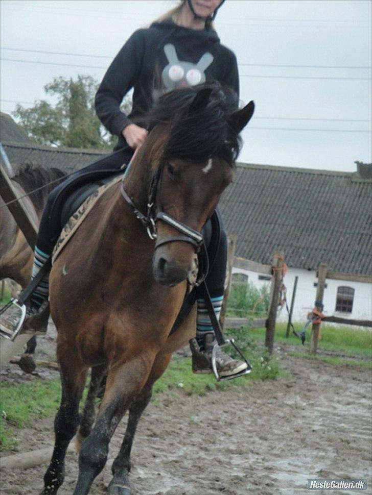 New Forest Ida´s Moonlight *Monty* billede 15