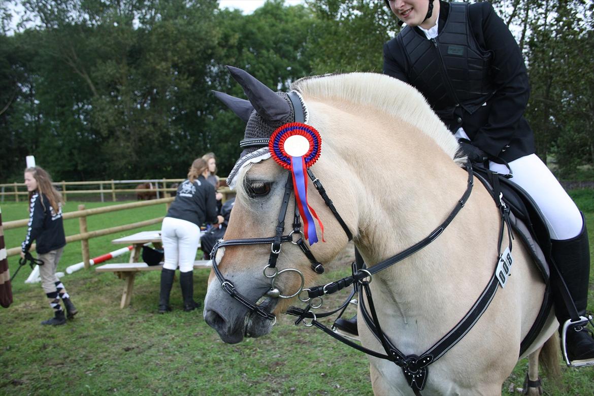 Fjordhest Annasmindes Sylvester - Dygtige pony :-D billede 16