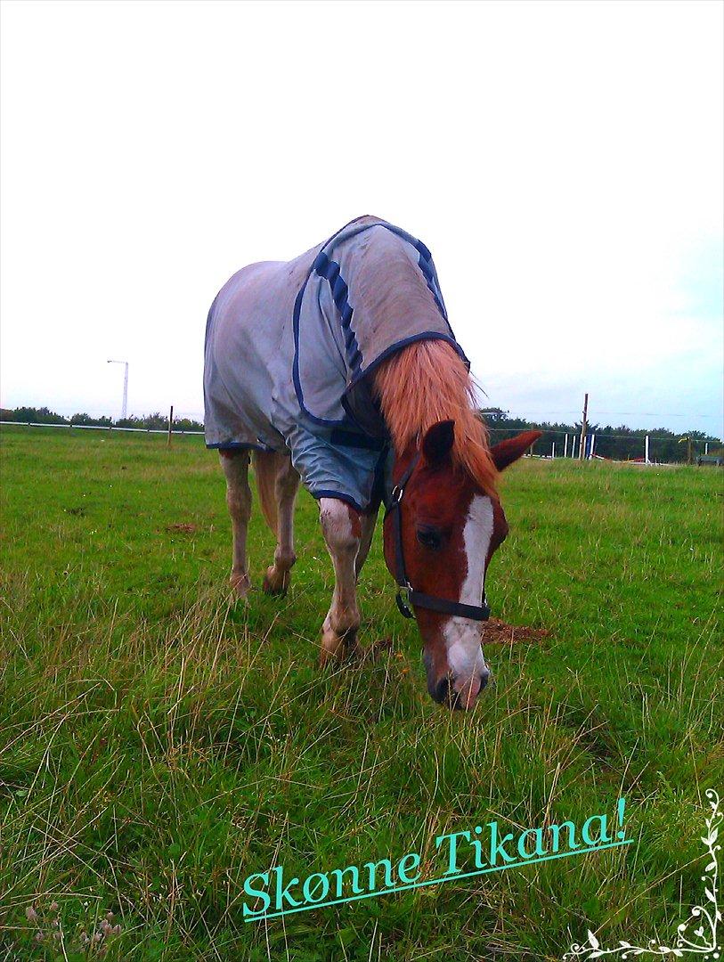 Pinto Tikana - fold! billede 3