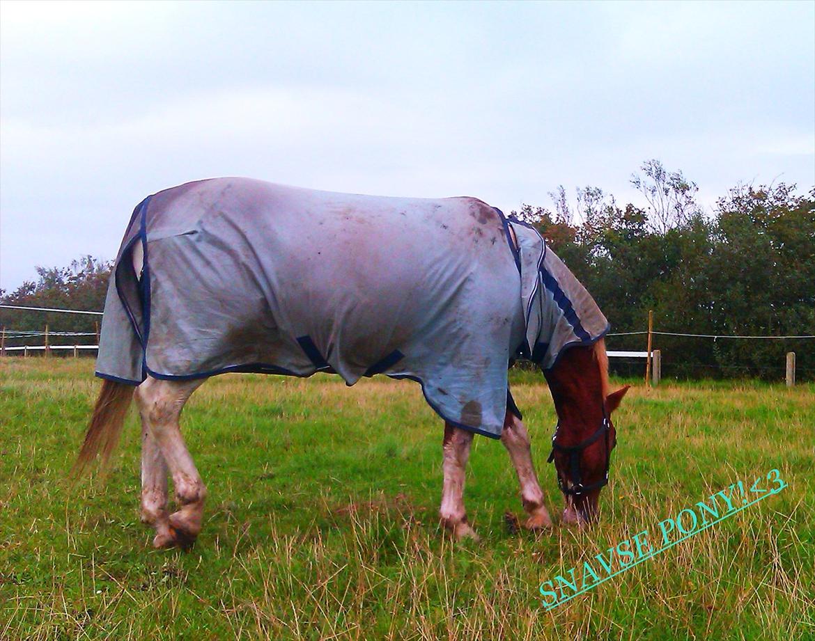 Pinto Tikana - snavse pony!<3 billede 6