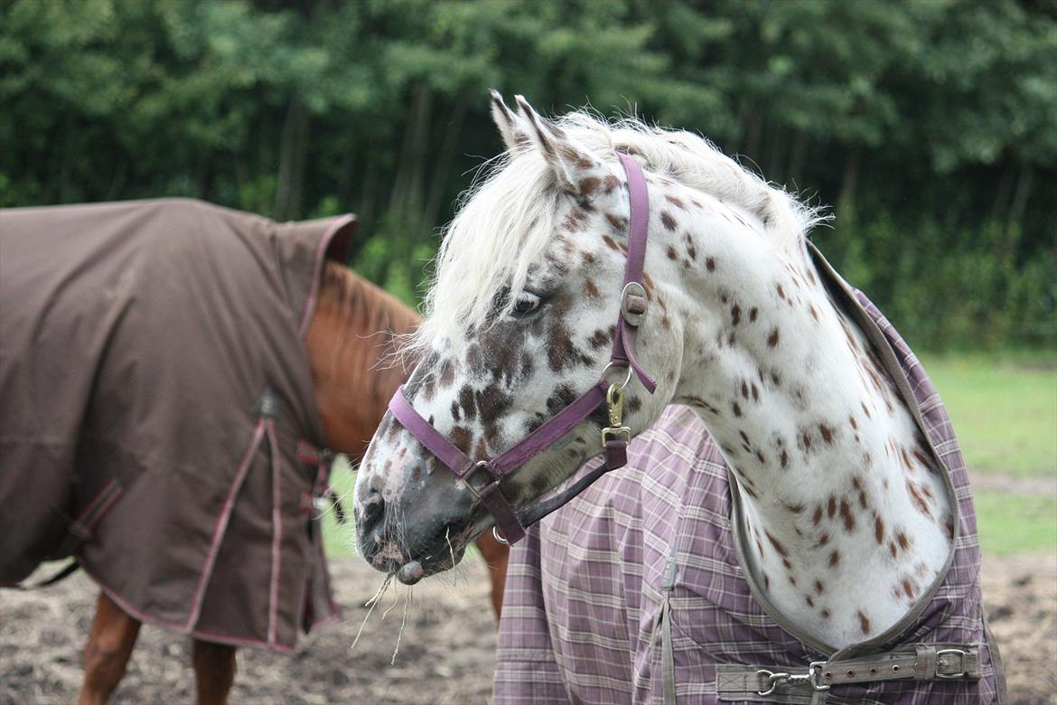 Appaloosa Collin-N - Love billede 8