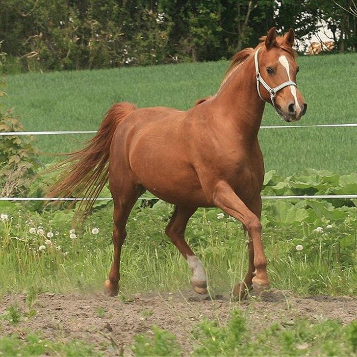 Arabisk fuldblod (OX) Zusette Isa billede 11