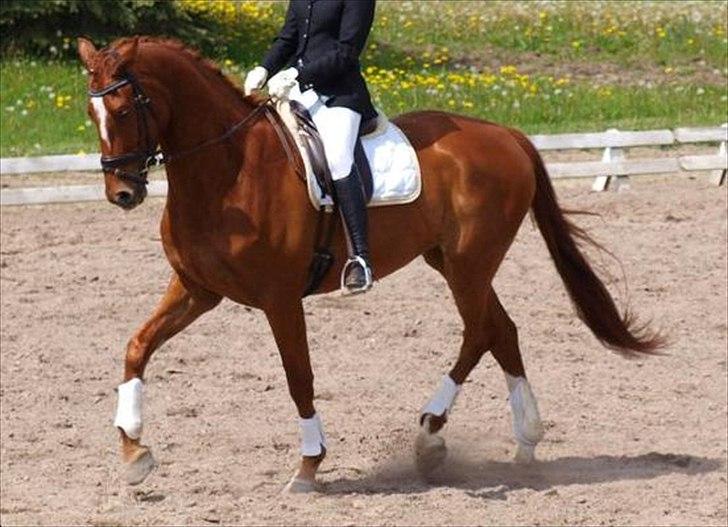 Oldenborg RYTTERGAARDENS PASCAL - Maj 2011 billede 14