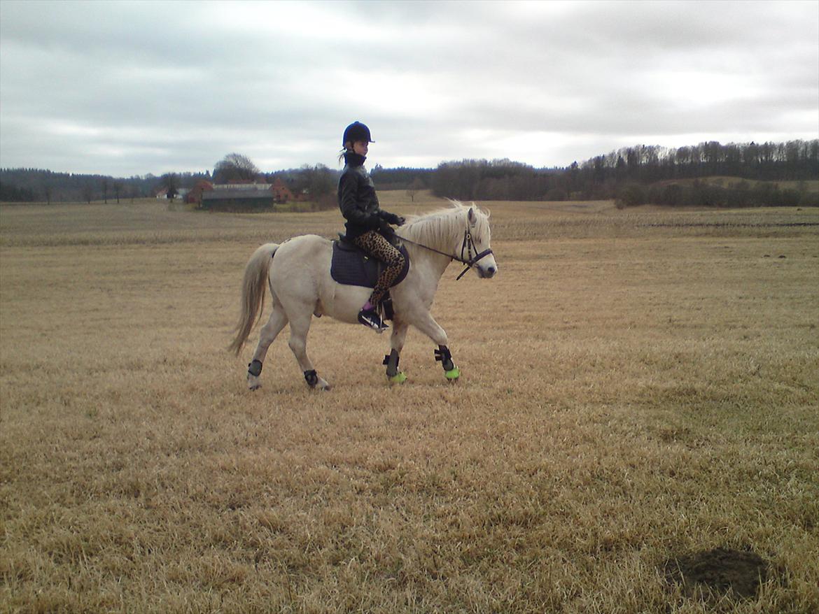 Welsh Pony (sec B) *Buller<3* UDLÅNT I 9 MÅNERDER Elsket og savnet<33 billede 8