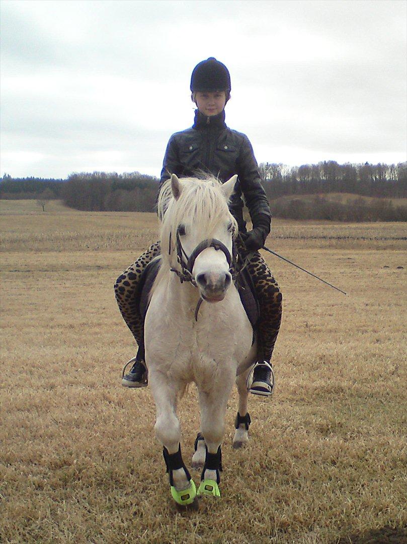 Welsh Pony (sec B) *Buller<3* UDLÅNT I 9 MÅNERDER Elsket og savnet<33 billede 9