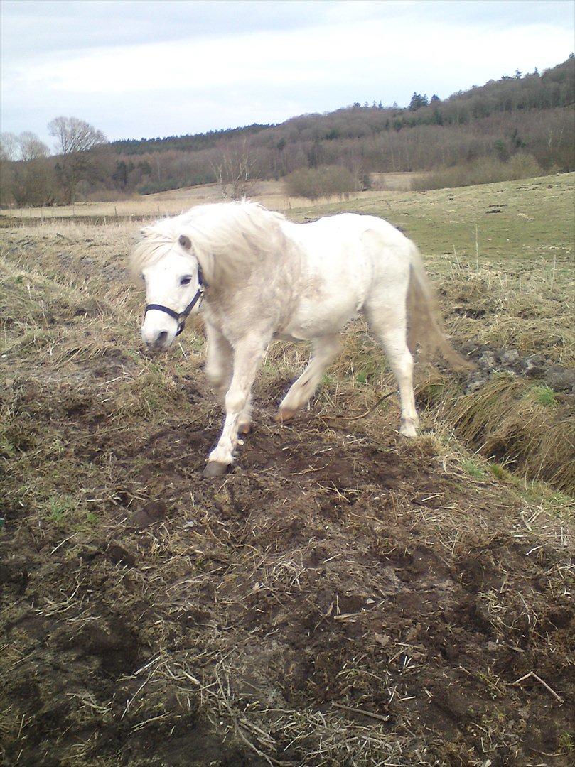 Welsh Pony (sec B) *Buller<3* UDLÅNT I 9 MÅNERDER Elsket og savnet<33 billede 10