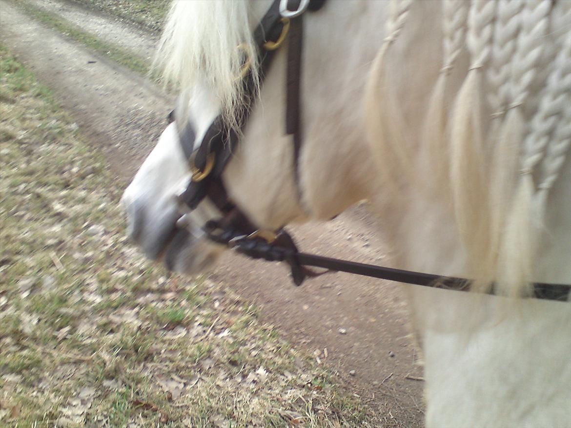 Welsh Pony (sec B) *Buller<3* UDLÅNT I 9 MÅNERDER Elsket og savnet<33 billede 11