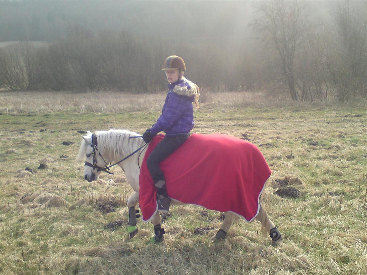 Welsh Pony (sec B) *Buller<3* UDLÅNT I 9 MÅNERDER Elsket og savnet<33 billede 12