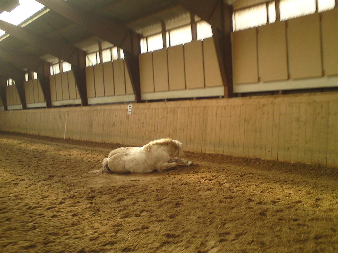 Welsh Pony (sec B) *Buller<3* UDLÅNT I 9 MÅNERDER Elsket og savnet<33 billede 14