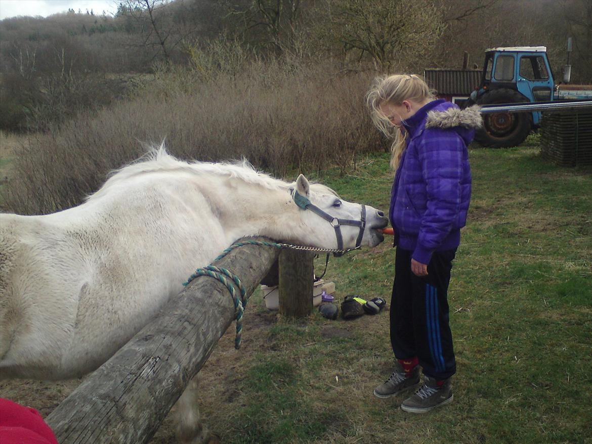Welsh Pony (sec B) *Buller<3* UDLÅNT I 9 MÅNERDER Elsket og savnet<33 billede 15