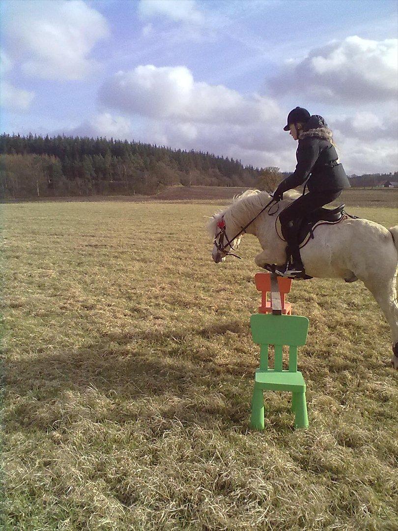 Welsh Pony (sec B) *Buller<3* UDLÅNT I 9 MÅNERDER Elsket og savnet<33 billede 17