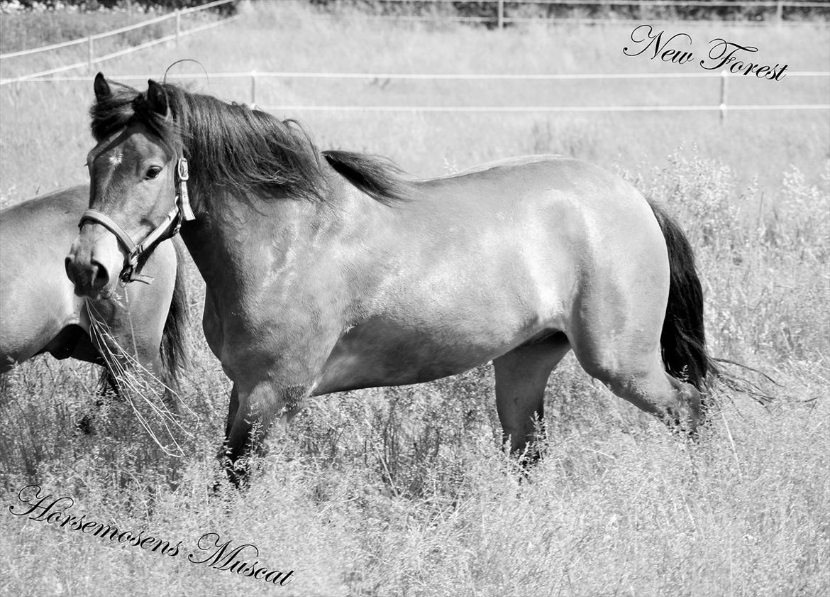 New Forest Horsemosens Muscat billede 2
