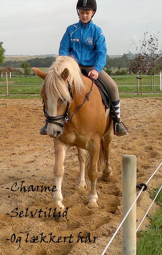Haflinger Wonder - I like it! Love you Wonderboy!:*<3<3
 billede 13
