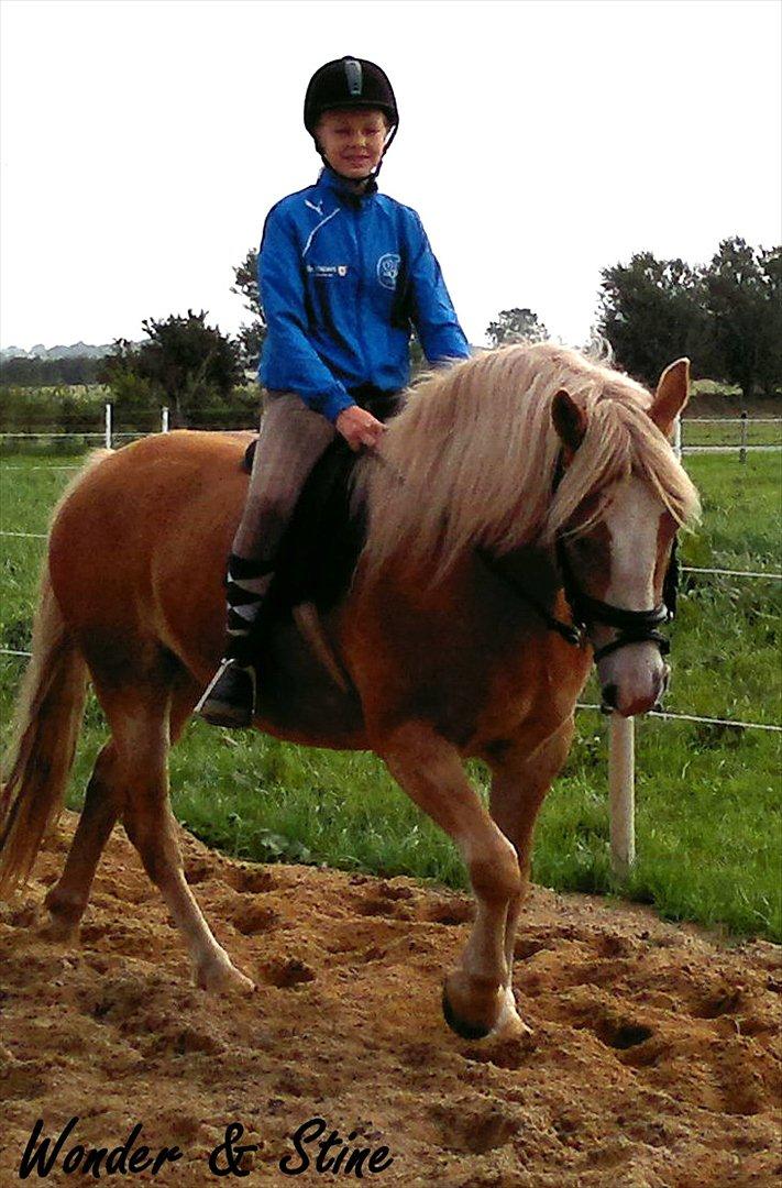 Haflinger Wonder - Jeg giver ikke op! billede 1