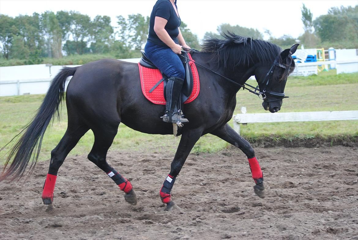 Trakehner Hot Latin Freestyle billede 1