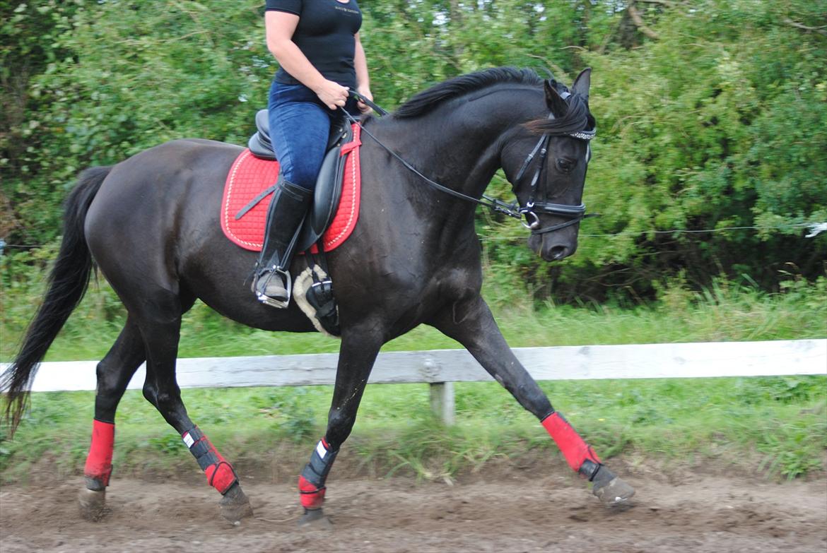 Trakehner Hot Latin Freestyle billede 2