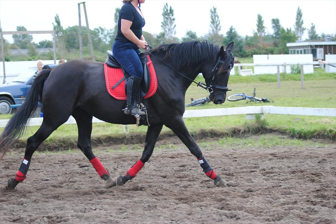 Trakehner Hot Latin Freestyle billede 3