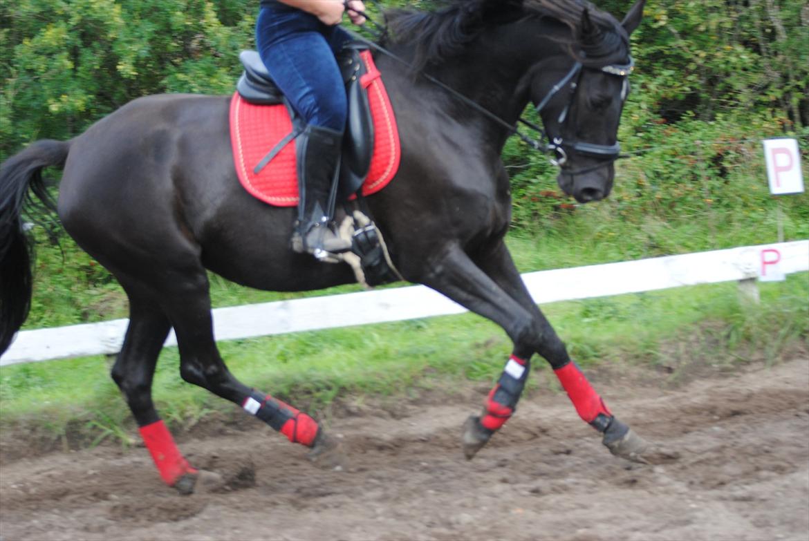 Trakehner Hot Latin Freestyle billede 5