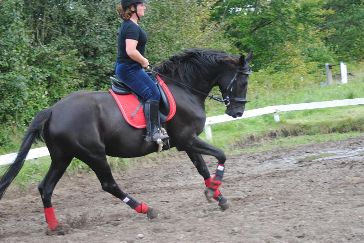 Trakehner Hot Latin Freestyle billede 6