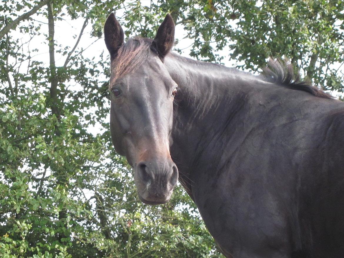 Traver Exposito Attack - D.11-09-2011. billede 2