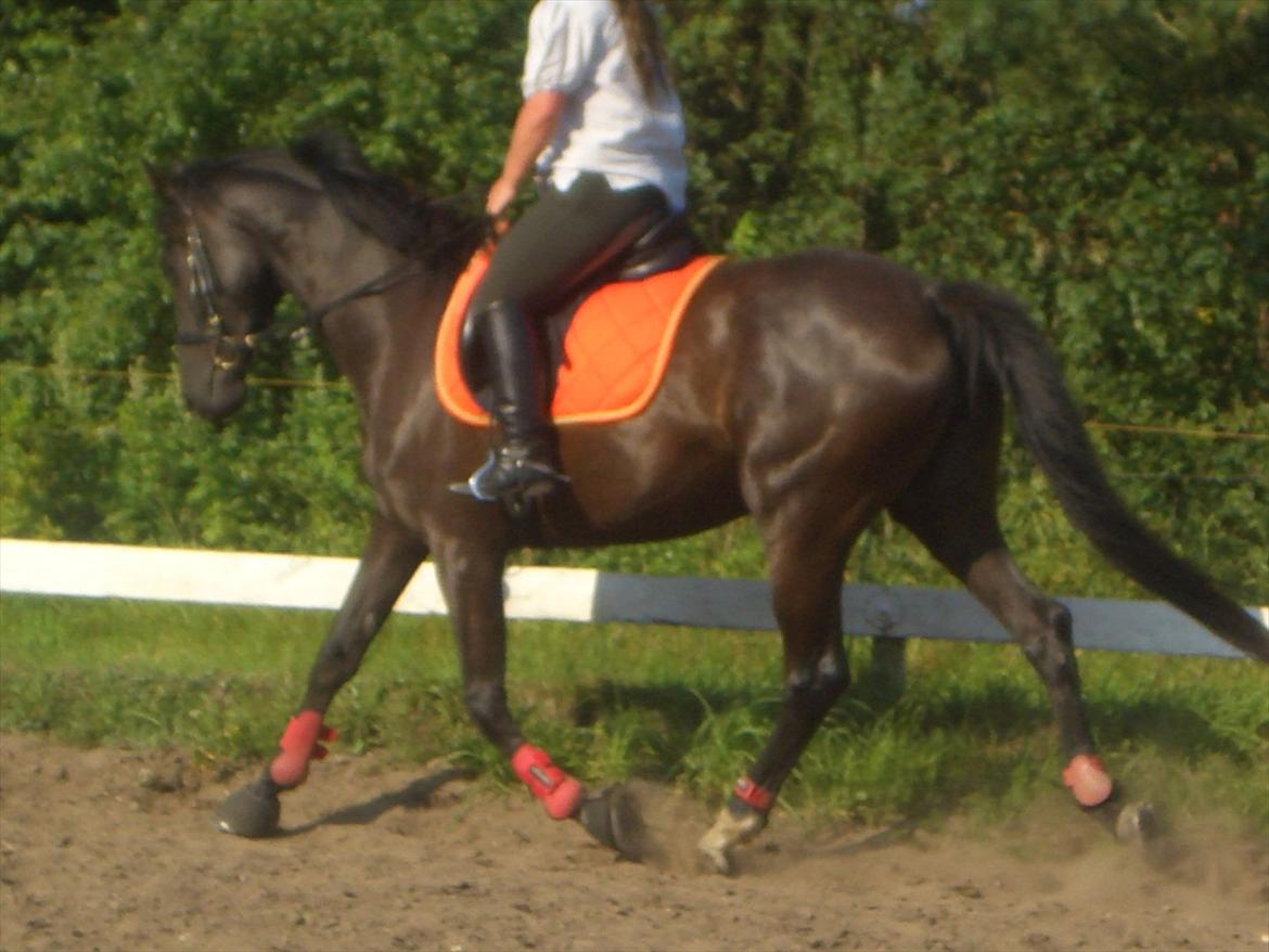 Trakehner Hot Latin Freestyle billede 7