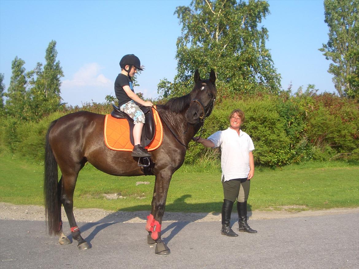 Trakehner Hot Latin Freestyle billede 9