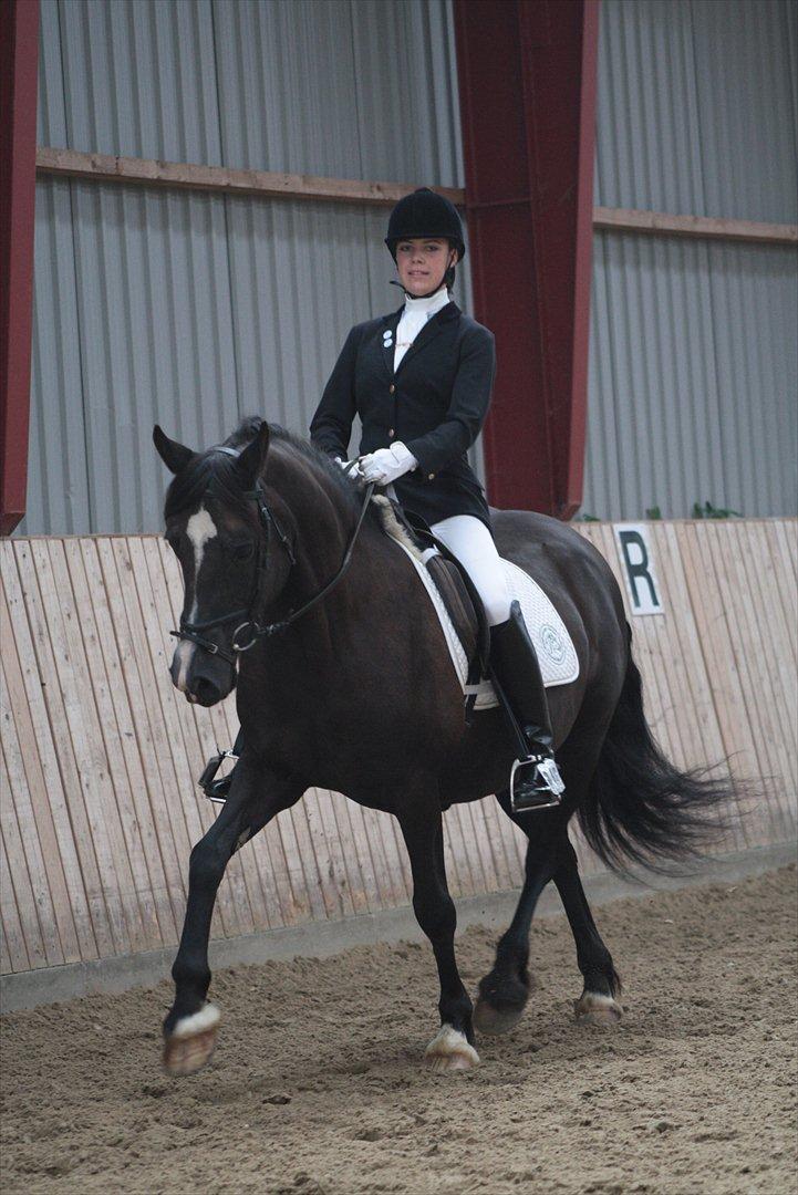 Welsh Cob (sec D) Derwen Genevieve (R.I.P.) - Stævne HYOR sep. 2011 -21år billede 17