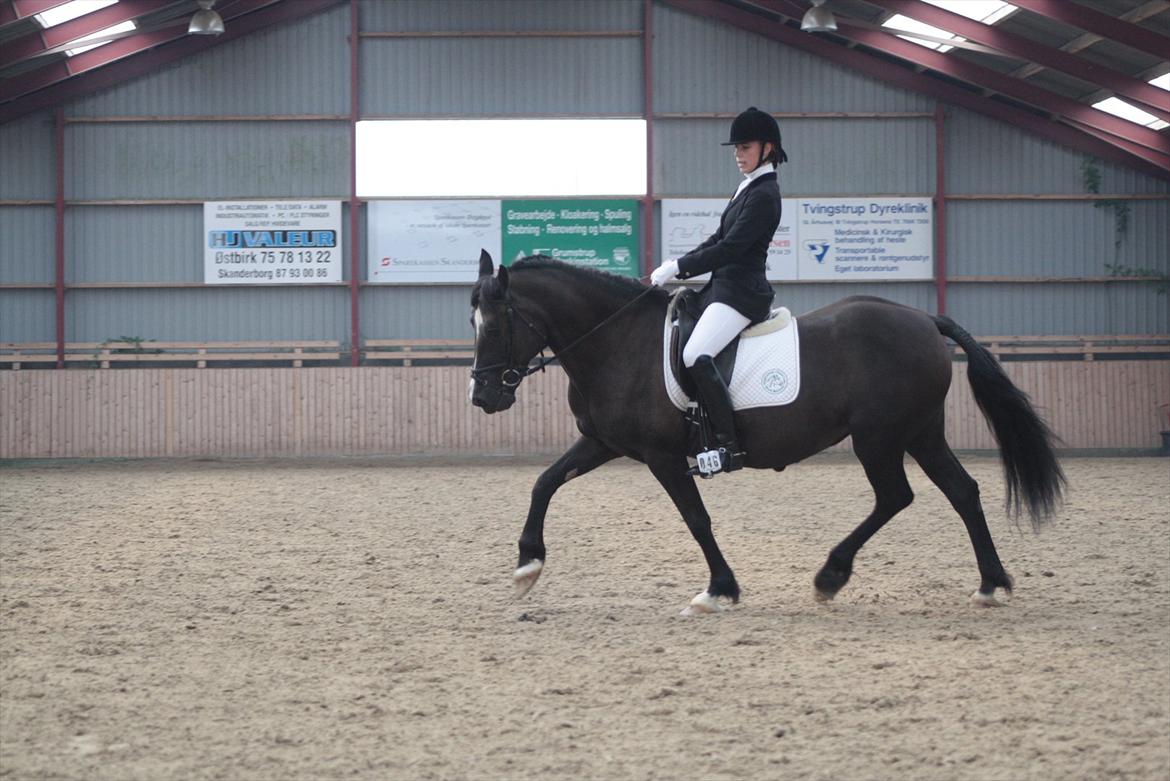 Welsh Cob (sec D) Derwen Genevieve (R.I.P.) - Stævne HYOR sep. 2011 -21år billede 18