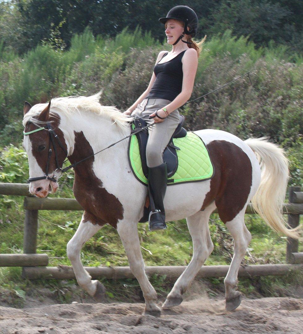 Pinto Blanding Gismoe - #12 Dressur træning med den dejlige :) d.4/9-11 foto:Vicky med mit kamera :D billede 12