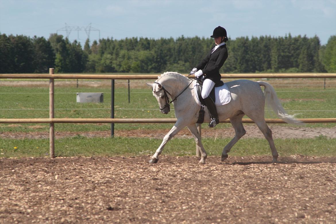 DSP Tovdal's Toby SOLGT - SJM Billund (juni 2011) billede 17