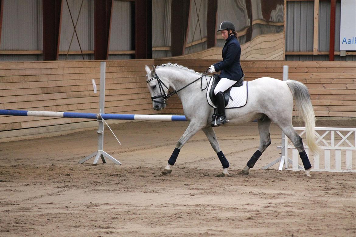 Anden særlig race El Gizmo - Skørping sep. 2011 billede 9