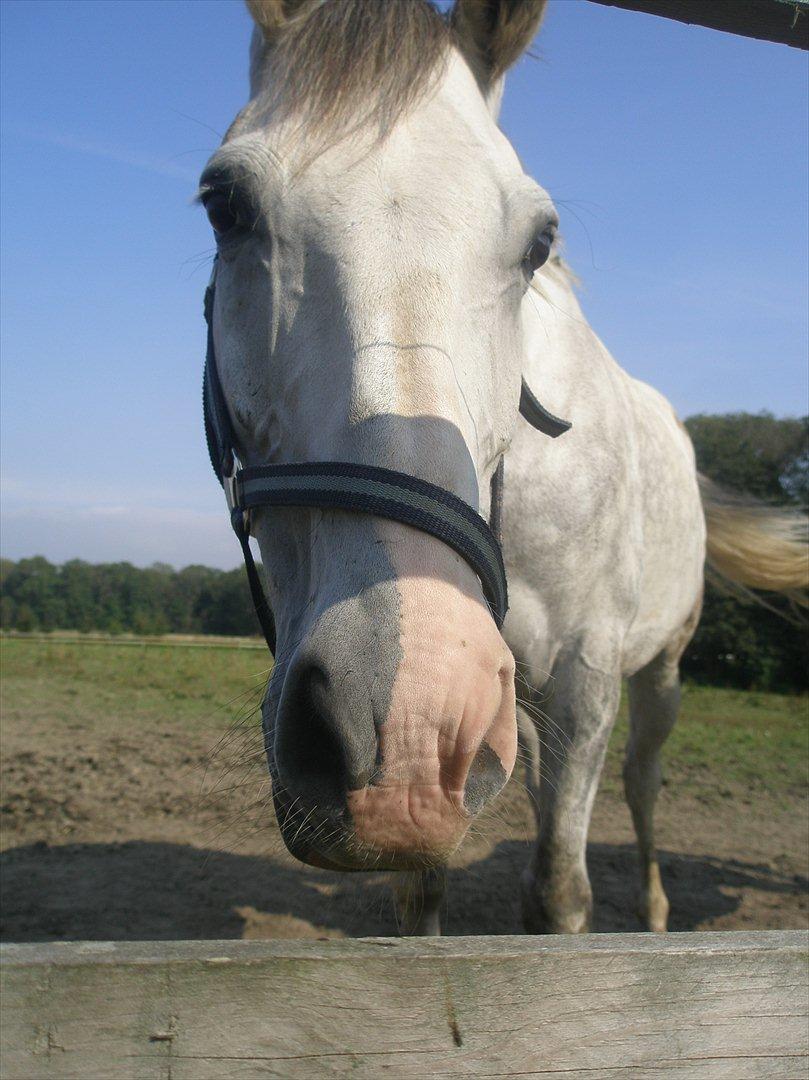 Anden særlig race Lambruzzo billede 7