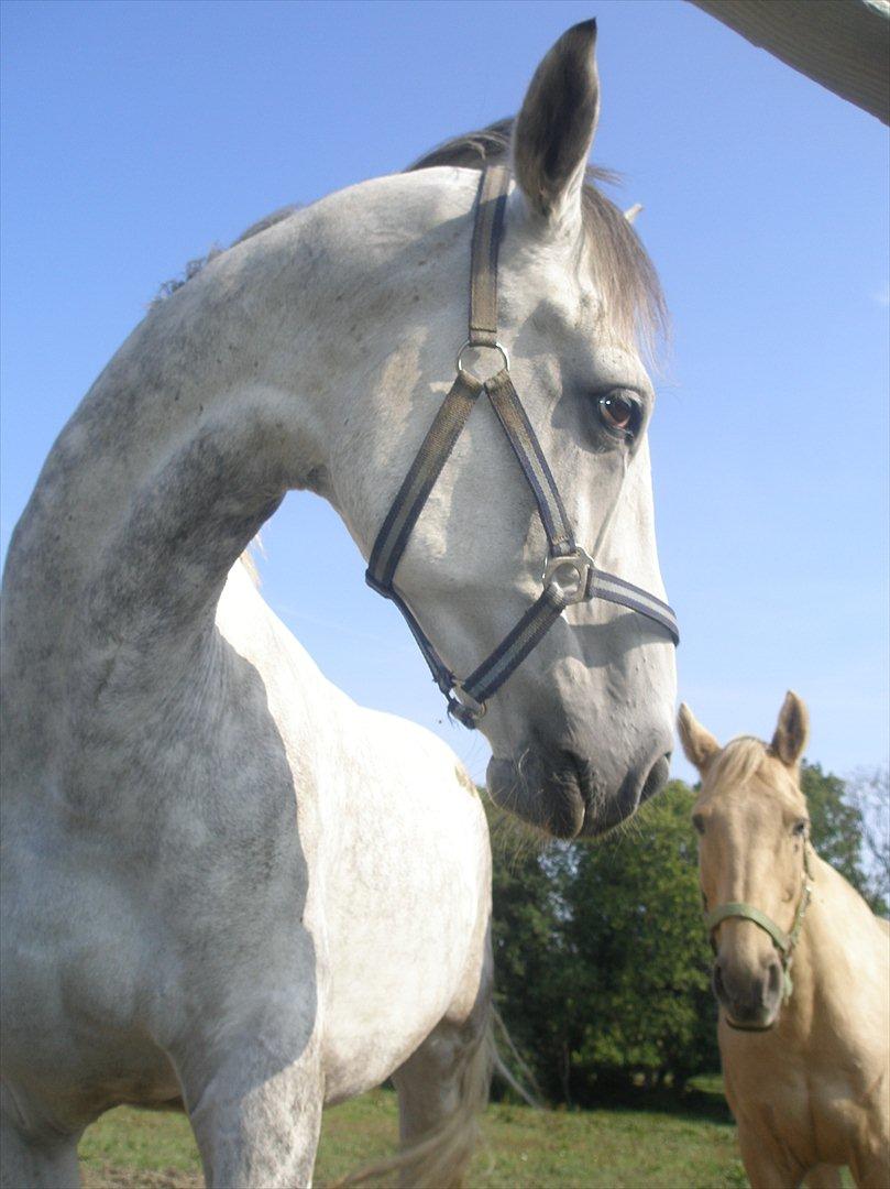 Anden særlig race Lambruzzo - det ligner at han lige skal høre Pelles mening om et eller andet, men det var altså bare en flue d: billede 8